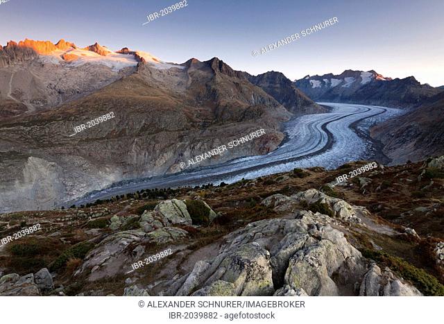 Aletsch Glacier at sunrise, with Geisshorn and Grosse Fusshorn mountains illuminated by the sun, seen from Moosfluh, Canton of Valais, Switzerland, Europe