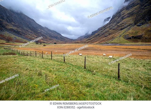 Sheep graze in the fenced in field near the Three Sisters of Glen Coe in Glen Coe, Scotland