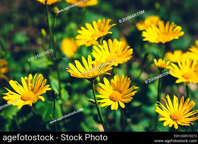 easter flowers in garden, yellow daisies springtime flower -