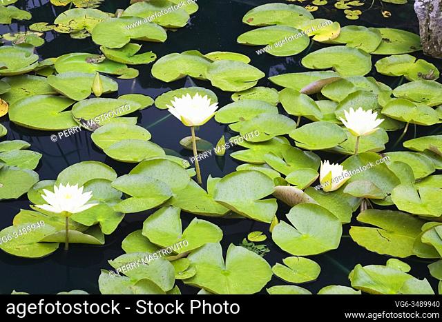 Close-up of white and yellow Nymphaea - Water Lily flowers on pond surface in summer