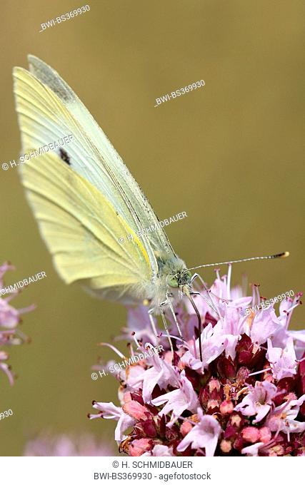Small white, Cabbage butterfly, Imported cabbageworm (Pieris rapae, Artogeia rapae), on pink flowers on Origanum vulgare, Germany