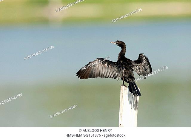 Thailand, Little cormorant (Phalacrocorax niger)