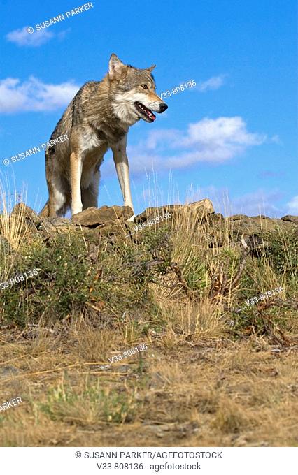 A Gray Wolf lays ontop of a rocky hill to get a better view