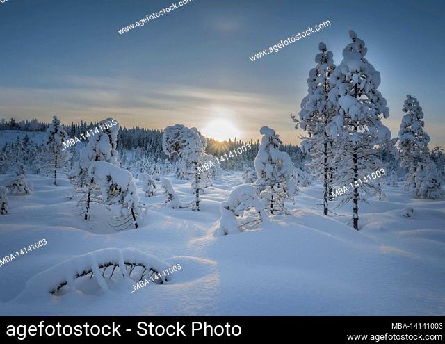 pine trees in a forest mountain winter landscape
