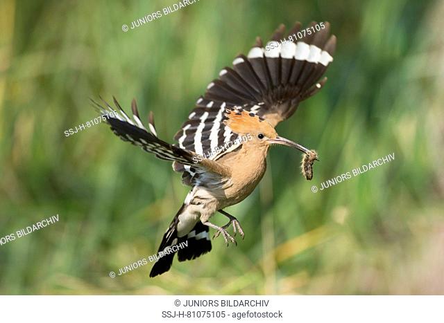 Hoopoe (Upupa epops) with insect in its bill, in flight. Germany