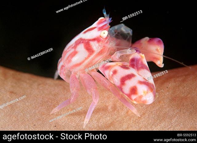 Soft Coral Porcelain Crab, Soft Coral Porcelain Crab, Other animals, Crustaceans, Animals, Soft Coral Porcelain Crab (Lissoporcellana nakasonei) adult