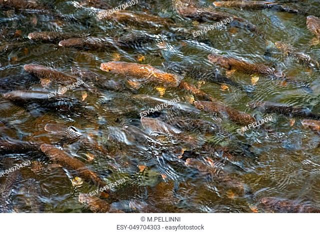 lots of trout in clear water of wild lake. lovely nature background close-up. clean environment concept