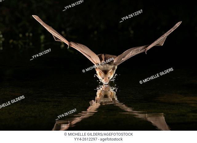 Pallid bat, Antrozous pallidus, Green Valley, Arizona, USA; found from western Canada to central Mexico
