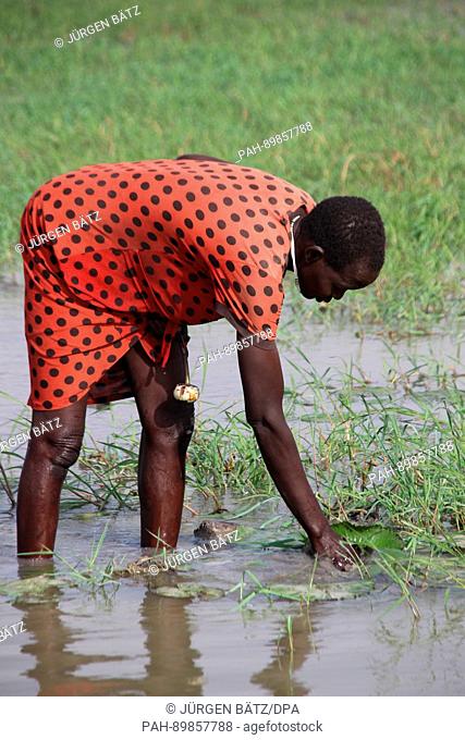Magai Mayak Gatbuok looks for edible water lilies in the swamps of the White Nile river near Nyal, South Sudan, 27 March 2017
