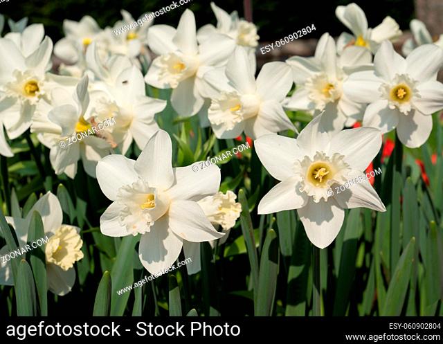 Daffodil (Narcissus), flowers of springtime