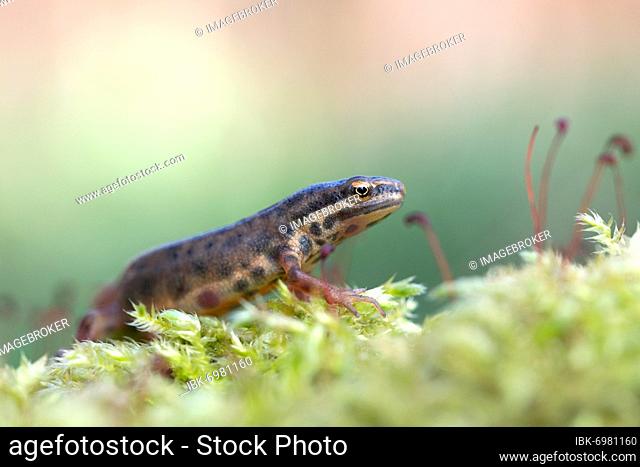 Common newt (Lissotriton vulgaris) running in the moss, North Rhine-Westphalia, Germany, Europe