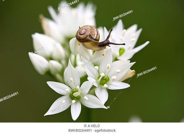 orchard snail, copse snail Arianta arbustorum, on blooming ramsons, Germany, Hesse, NSG Kuehkopf-Knoblochsaue