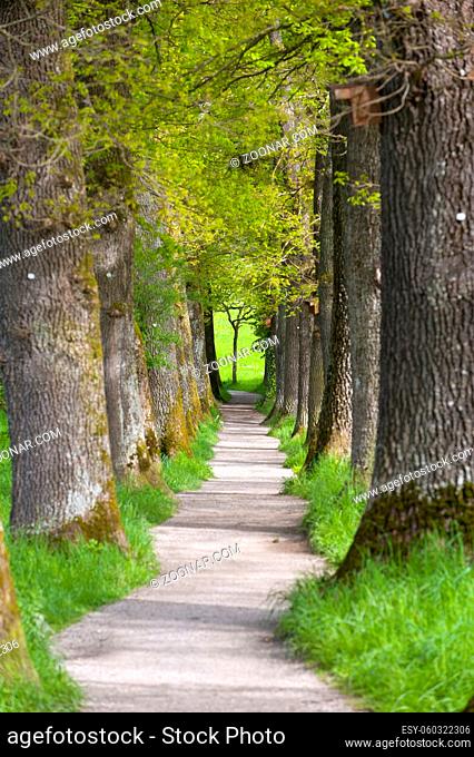 Alte Eichenallee mit großen Bäumen und schmalem Fußweg