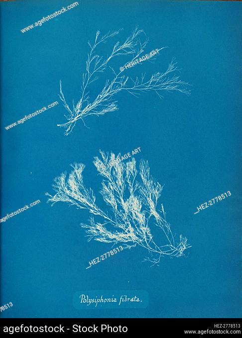 Polysiphonia fibrata, ca. 1853. Creator: Anna Atkins