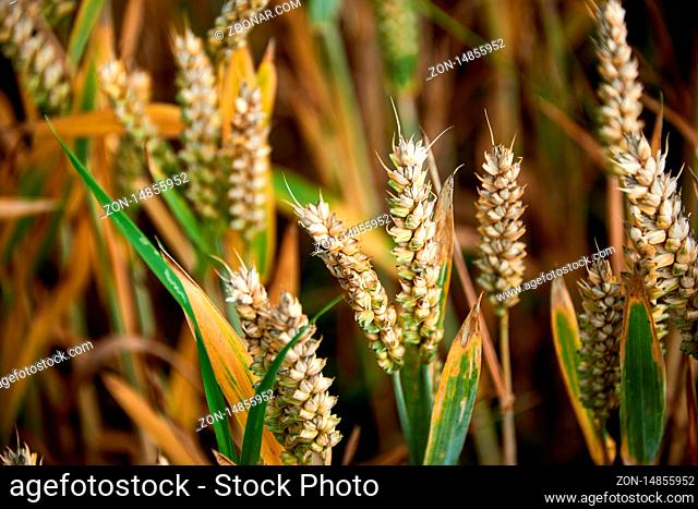wheat corn field before harvest