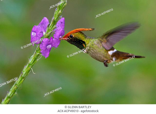 Rufous-crested Coquette Lophornis delattrei flying while feeding at a flower in Peru