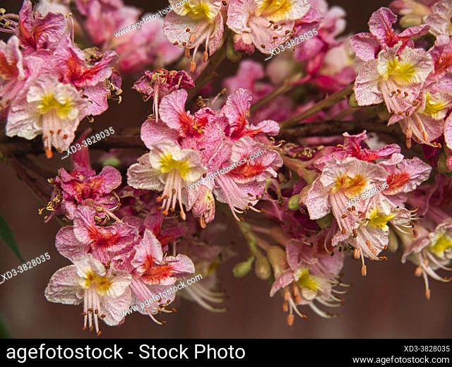 Horse chestnut, aesculus carnea, flowers near Eymet, Dordogne Department, Nouvelle Aquitaine, France