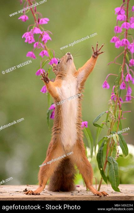 purple loosestrife flowers with a red squirrel reaching for peanuts