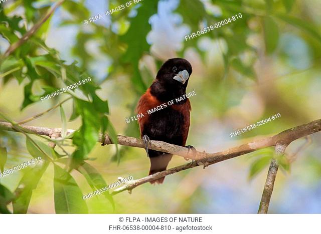 Chestnut Munia (Lonchura atricapilla) adult, perched on twig, Palawan, Philippines, June