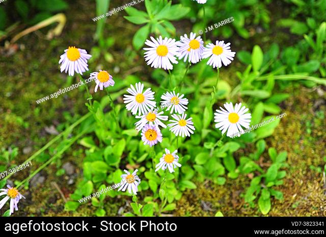 Alpine aster (Aster alpinus) is a perennial herb native to Europe mountains