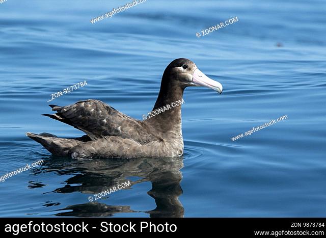 young short-tailed albatross sitting on the water sunny summer day