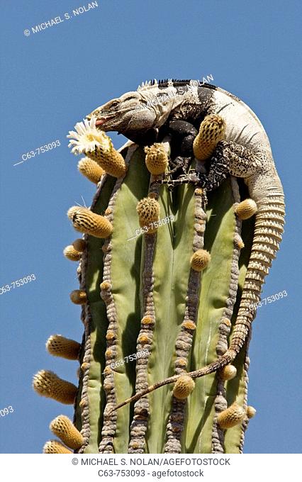 San Esteban spiny-tailed iguana (Ctenosaura conspicuosa), an endemic iguana found only on Isla San Esteban in the Gulf of California (Sea of Cortez), Mexico