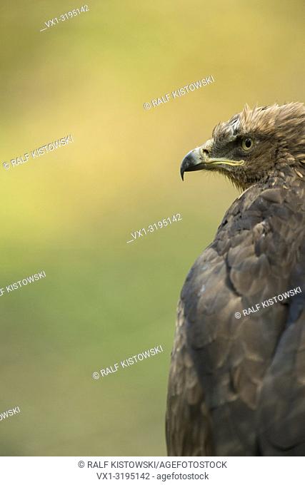 Lesser Spotted Eagle (Aquila pomarina), head portrait in front of a nice colored background