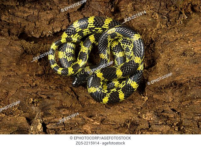 Travancore wolf snake, Lycodon travancoricus, Common, Idukki Wildlife Sanctuary, Kerala