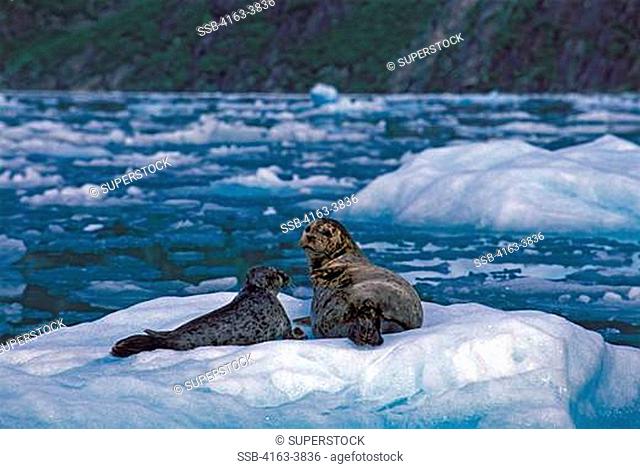 USA, ALASKA, NEAR JUNEAU, TRACY ARM, HARBOR SEALS, MOTHER WITH PUP ON ICE FLOE