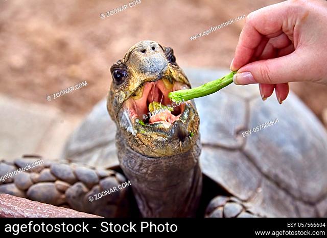 Giant Galapagos tortoise eating asparagus very close-up