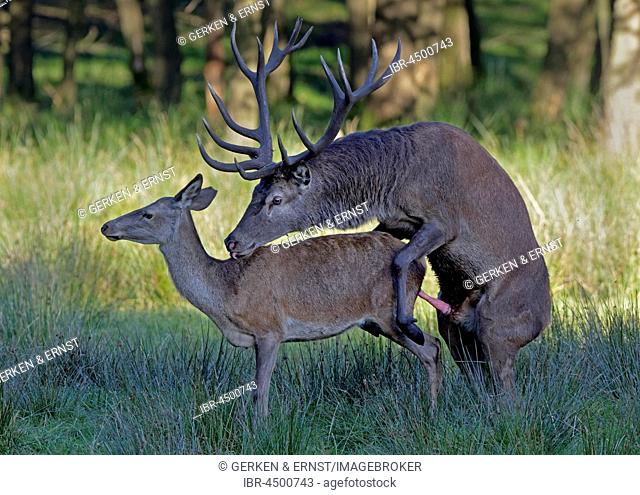Red deer (Cervus elaphus) in mating, Schleswig-Holstein, Germany