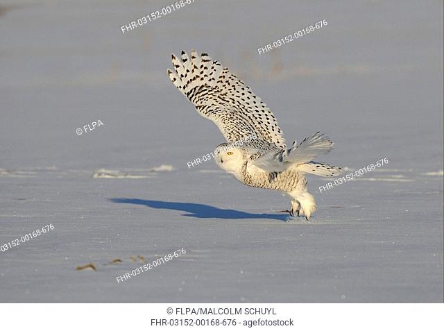 Snowy Owl Nyctea scandiaca adult female, in flight, taking off from snow, Quebec, Canada, winter