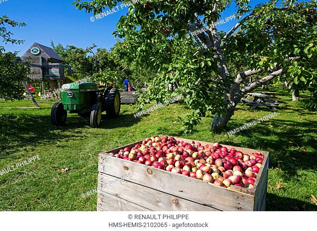 Canada, Quebec province, the Laurentians area, the Lower Laurentians, apple season, picking fruits at the Vergers Lafrance