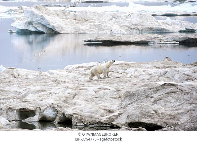 Polar Bear (Ursus maritimus) walking on an ice floe near Wrangel Island, UNESCO World Heritage Site, Wrangel Island, Far Eastern Federal District, Russia