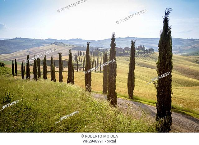 The road curves in the green hills surrounded by cypresses, Crete Senesi (Senese Clays), Province of Siena, Tuscany, Italy, Europe