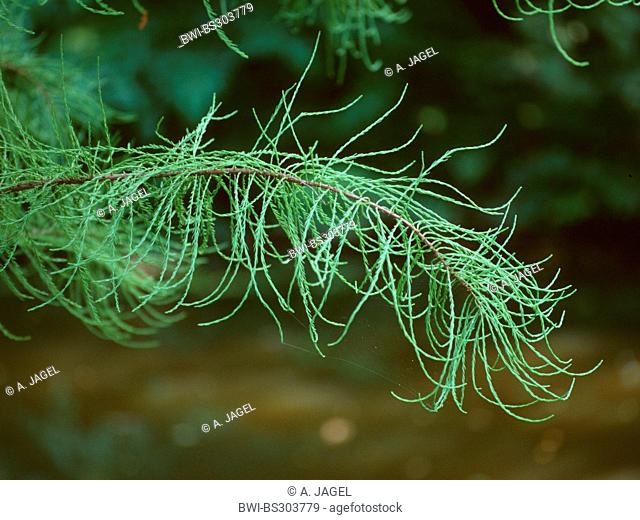 Pond Cypress, Pond Baldcypress (Taxodium ascendens, Taxodium distichum var. imbricatum), branch