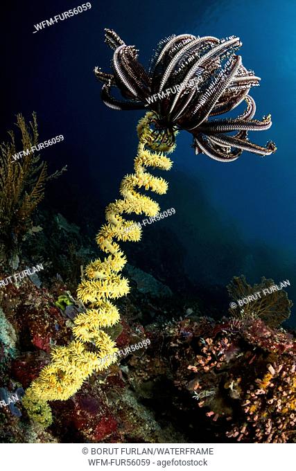 Spiral Wire Coral and Crinoid, Cirrhipathes spiralis, Pantar, Alor Archipelago, Lesser Sunda Islands, Indonesia