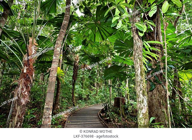 Fan Palms in rainforest, Licuala ramsayi, Marrdja Botanical Walkway, Daintree National Park, North Queensland, Australia