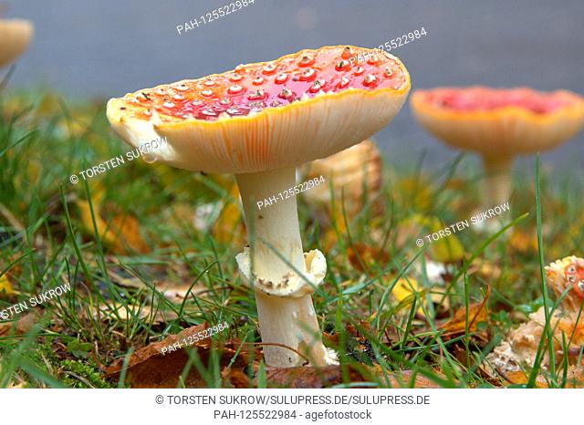 13.10.2019, toadstools (Amanita muscaria), a poisonous mushroom, from the family of the buttercup relatives. Class: Agaricomycetes, Subclass: Agaricomycetidae
