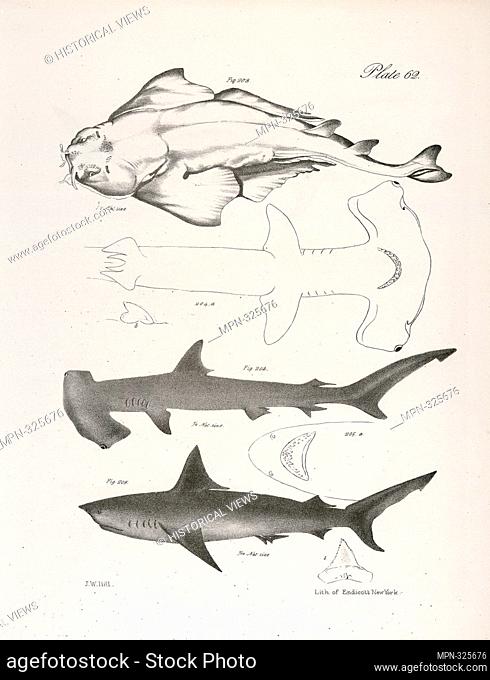 203. The American Angel-fish (Squatina dumerili). 204. The Hammer-headed Shark (Zygæna malleus). a. Underside. b. A tooth. 205