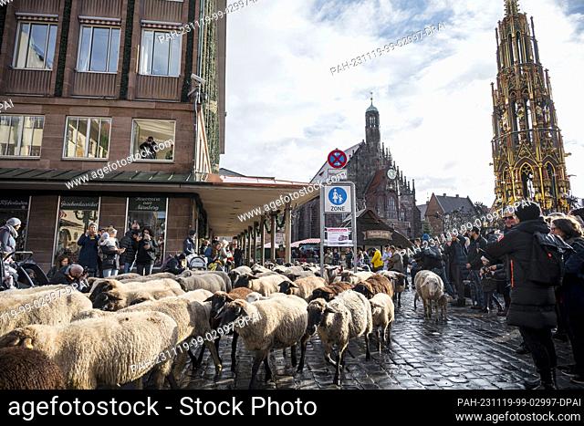 19 November 2023, Bavaria, Nuremberg: The flock of sheep crosses the main market square. The Frauenkirche church can be seen in the background