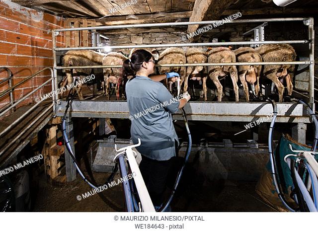 The breeder prepares sheep for milking in her barn