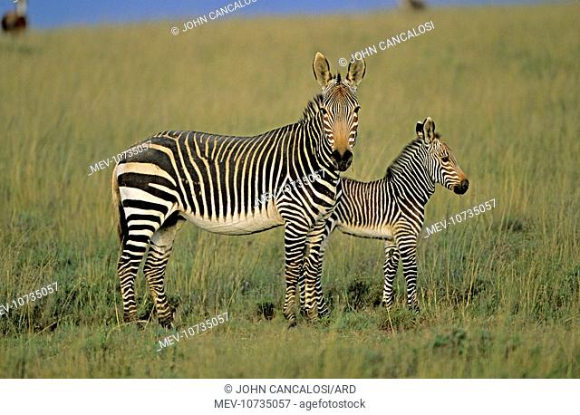 Cape Mountain Zebras - Mother with young (Equus z. zebra)