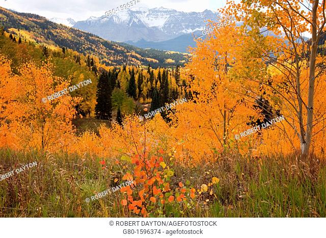 Aspens in autumn in the Rocky Mountains