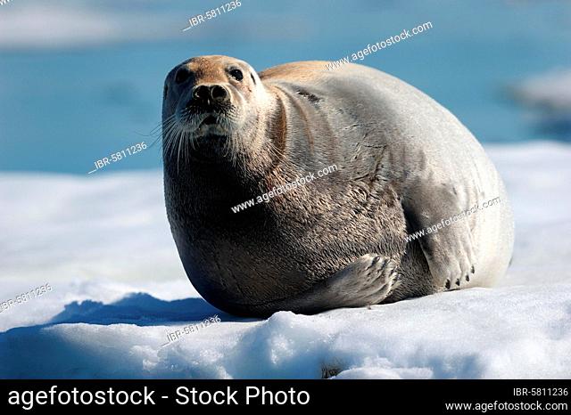 Bearded seal resting on ice (Erignathus barbatus) Foxe Basin, Nunavut, Canada, North America