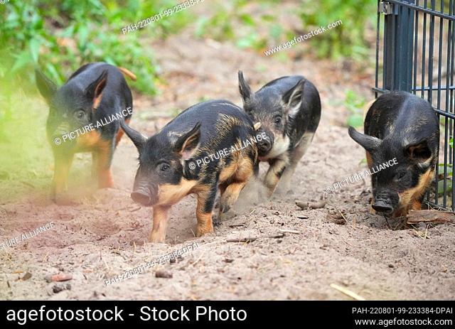 01 August 2022, Brandenburg, Schorfheide/Ot Groß Schönebeck: Four barely three-week-old Mangalitsa woolly pigs run through the sand at Schorfheide Wildlife Park