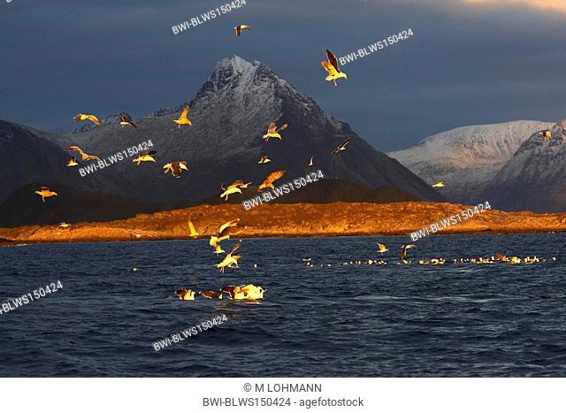 gulls Larinae, sea gulls during the killer whale hunting for herring, Norway, Lofoten Islands, Vestvagoya, Skokkelvikoyan