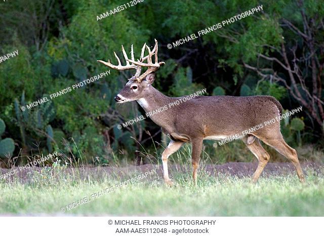 White-tailed Deer (Odocoileus virginianus) alert nontypical buck portrait during fall in cactus Santa Margarita Ranch Cotulla, Texas