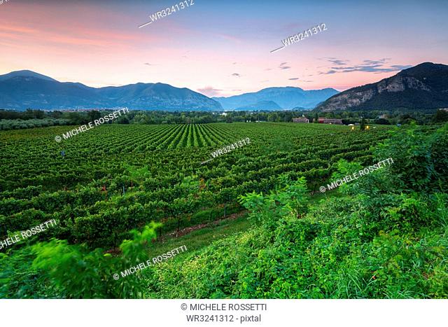 Vineyard at sunset in Franciacorta, Italy, Europe