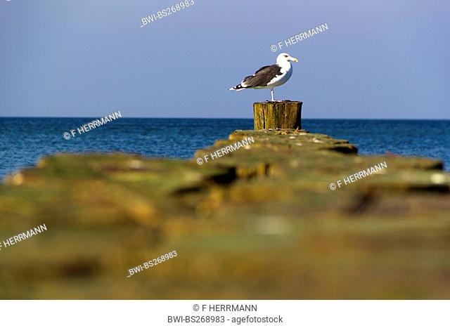 gulls Larinae, on wooden groyne, Germany, Mecklenburg-Western Pomerania, Darss